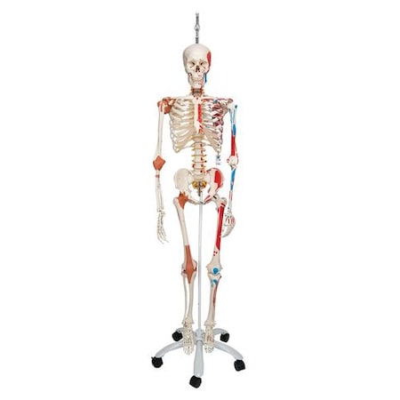 Super Skeleton Sam, On Hanging Stand - W/ 3B Smart Anatomy